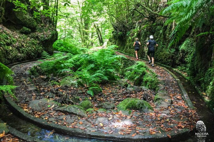 Passeio de Corrida da Floresta Centenária do Fanal